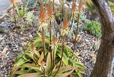 Aloe vanbalenii (octopus aloe) with bicolored coral and cream blooms (c) Debra Lee Baldwin