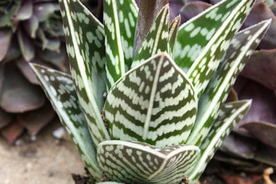 Striped leaves Aloe variegata (c) Debra Lee Baldwin