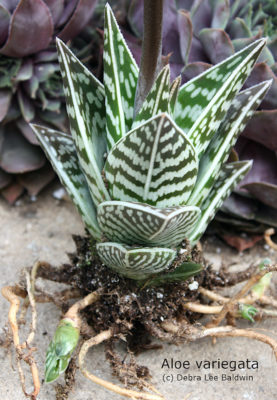 Striped Aloe variegata (c) Debra Lee Baldwin