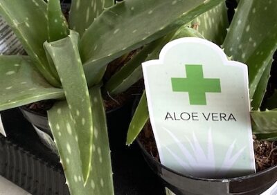Aloe vera medicinal succulent (c) Debra Lee Baldwin 