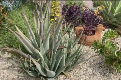 Aloe vera and tradescantia (c) Debra Lee Baldwin
