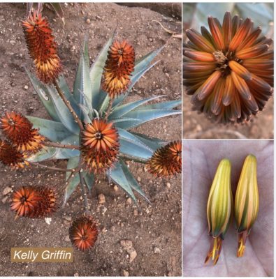 Aloe viridiflora x A. ferox