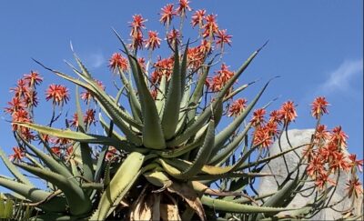 Aloe volkensii in bloom Feb 13 (c) Debra Lee Baldwin