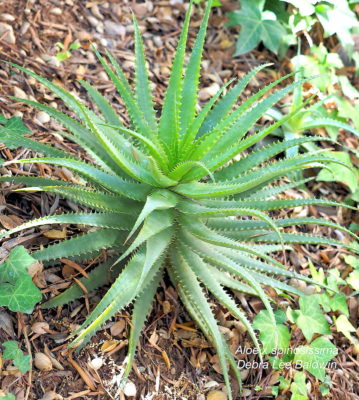 Aloe x spinosissima (c) Debra Lee Baldwin