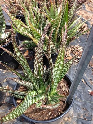 Striped Aloe zebrina (c) Debra Lee Baldwin