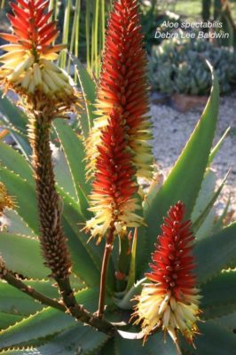 Aloe spectabilis (c) Debra Lee Baldwin