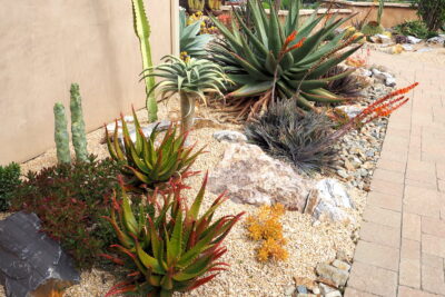 Aloes, hechtia, assorted rocks Succulent driveway (c) Debra Lee Baldwin