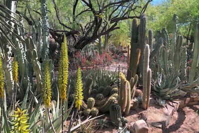 Aloes vera in cactus garden (c) Rich Zeh