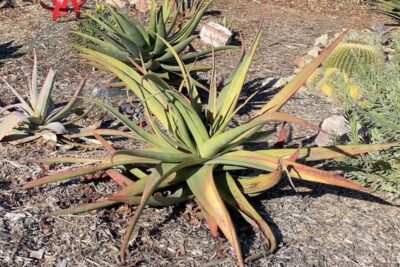 Aloe spicata (foreground) a sprawling succulent looks like a yellow green squid (c) Debra Lee Baldwin