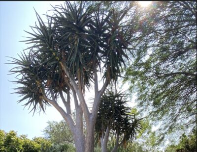 Succulent tree Aloe 'Hercules' 20 feet tall (c) Debra Lee Baldwin