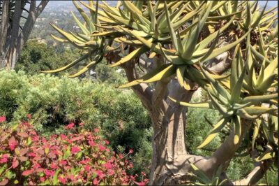 Succulent tree aloe (c) Debra Lee Baldwin