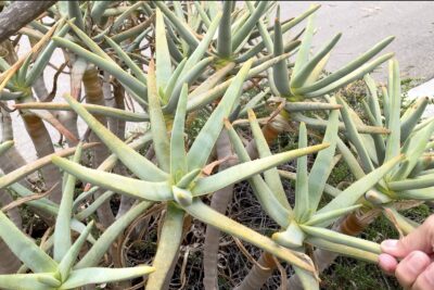 Aloidendron ramosissimum tree aloe