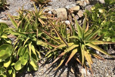 Aloidendron tongaense at the San Diego Zoo Safari Park (c) Debra Lee Baldwin