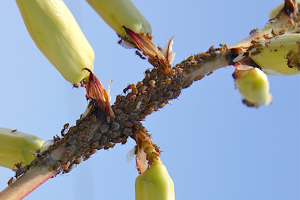 Aphids on a succulent flower stalk 