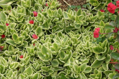 Red apple ice plant (c) Debra Lee Baldwin