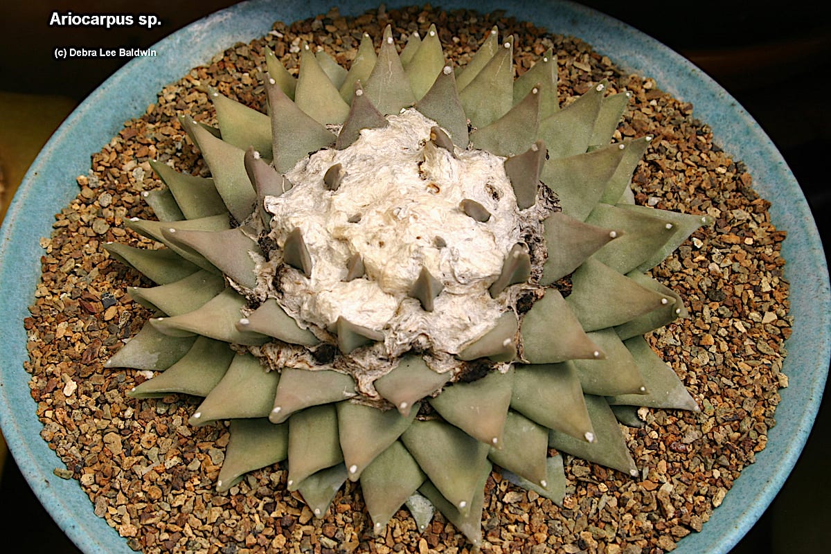 Bizarre cactus Ariocarpus (c) Debra Lee Baldwin