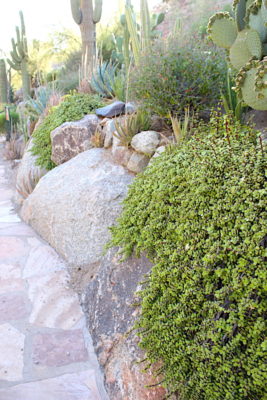 Arizona garden w Portulacaria afra 'Minima' (c) Debra Lee Baldwin