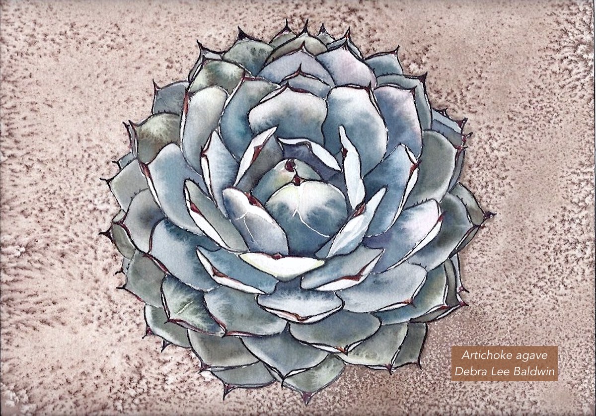 Artichoke agave watercolor