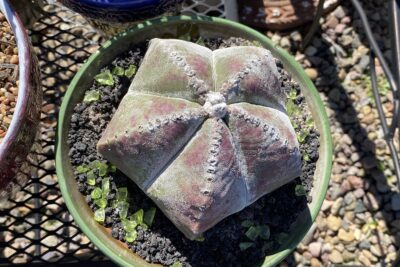 Cactus with five fat pointed sections like a fancy loaf of bread Astrophytum myriostigma (c) Debra Lee Baldwin