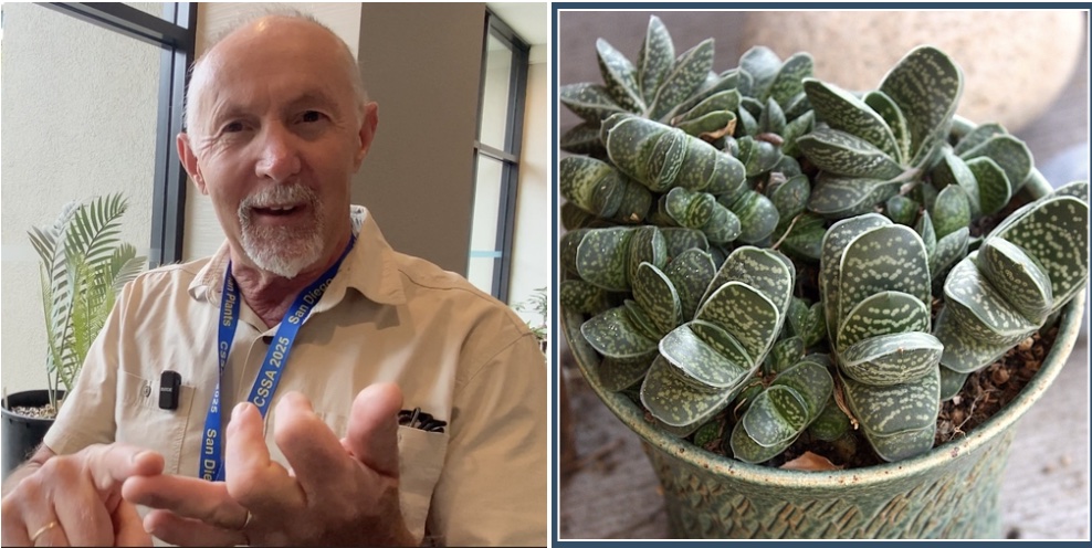 Attila Kapitany and Gasteria bicolor var. liliputana