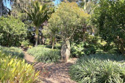 Australian garden (c) Debra Lee Baldwin