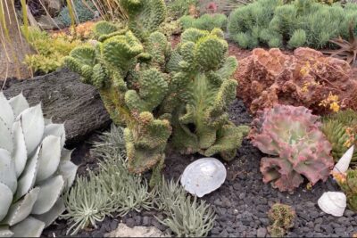 Austrocylindropuntia subulata crested Eve's needle (c) Debra Lee Baldwin