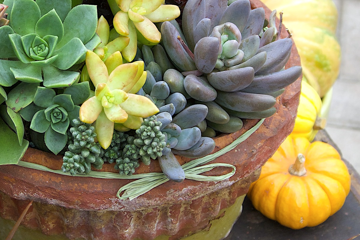 Autumn succulent arrangement (c) Debra Lee Baldwin