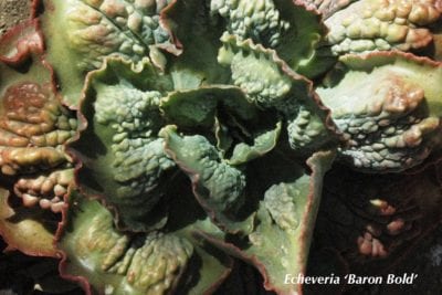 Green bumpy Echeveria 'Baron Bold'