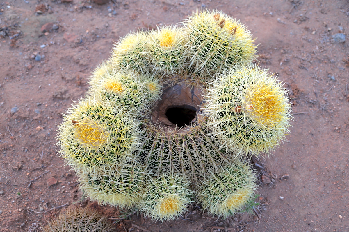 Barrel cactus with offsets (c) Debra Lee Balwin 