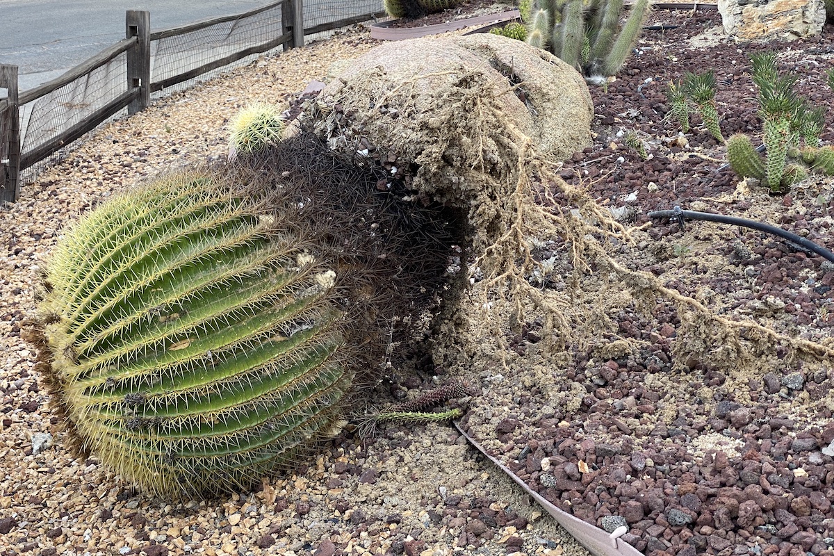 Uprooted barrel cactus rolling down slope (c) Debra Lee Baldwin