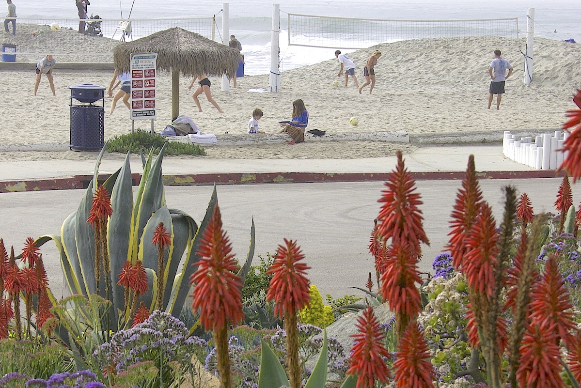 Beach garden w Aloe arborescens