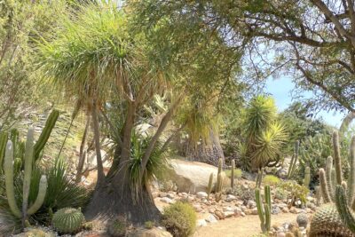 Tree with thick base Ponytail palm Beaucarnea stricta (c) Debra Lee Baldwin