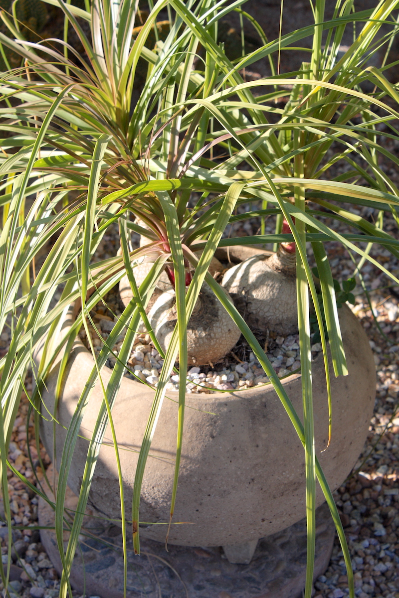 A cluster of three caudiciform succulents (Beaucarnea guatemalensis) sit atop soil in a pot (c) Debra Lee Baldwin