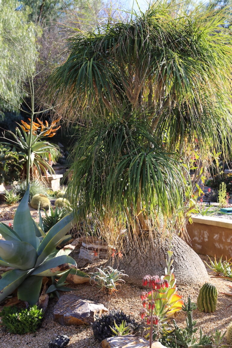 Yes You Can Grow Beaucarnea Recurvata ponytail Palm Debra Lee Baldwin Yes You Can Grow Beaucarnea Recurvata ponytail Palm Debra Lee Baldwin