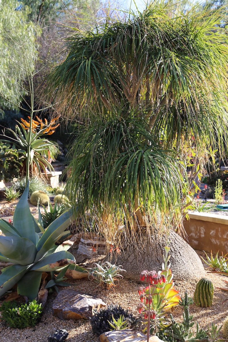 Beaucarnea recurvata (ponytail palm) adds height, texture and interest to Jeanne Meadow's garden (c) Debra Lee Baldwin