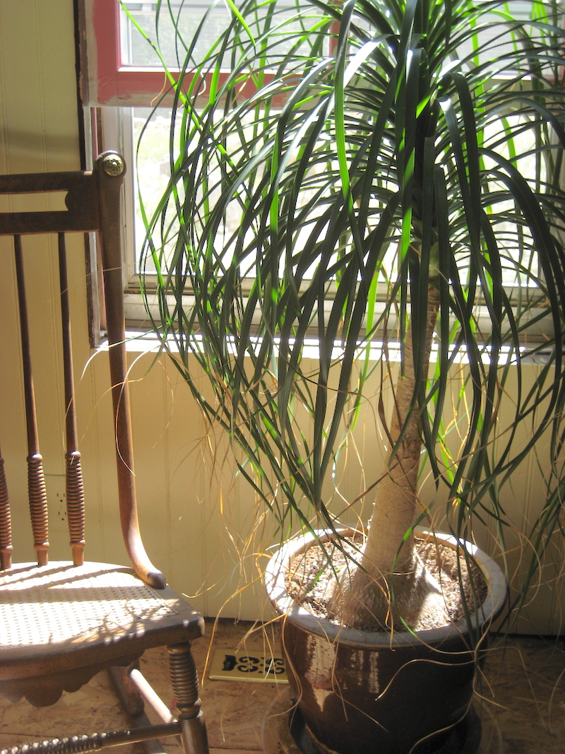 A ponytail palm (Beaucarnea recurvata) thrives indoors in Georgetown, Colorado and in other cold-winter areas (c) Debra Lee Baldwin