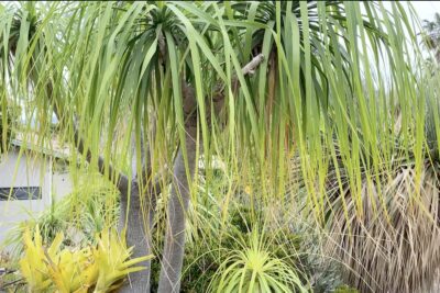 Beaucarnea recurvata (ponytail palm)