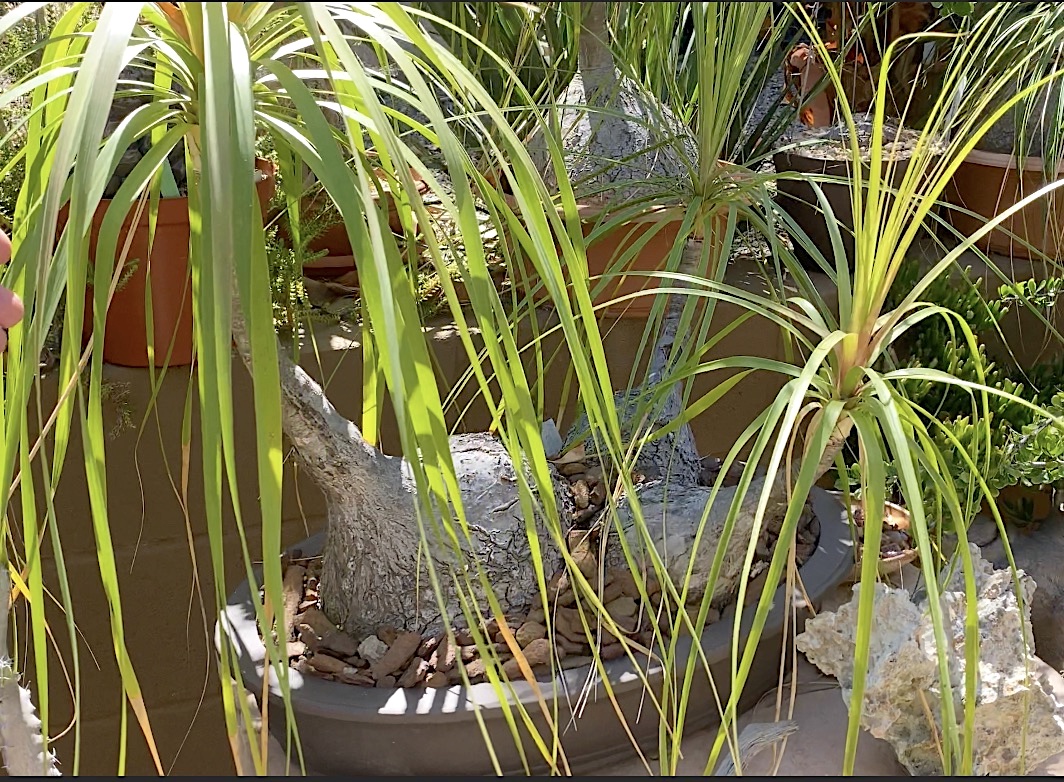 Ponytail palm looks like a green mop atop a gray suction cup Beaucarnea recurvata (c) Debra Lee Baldwin