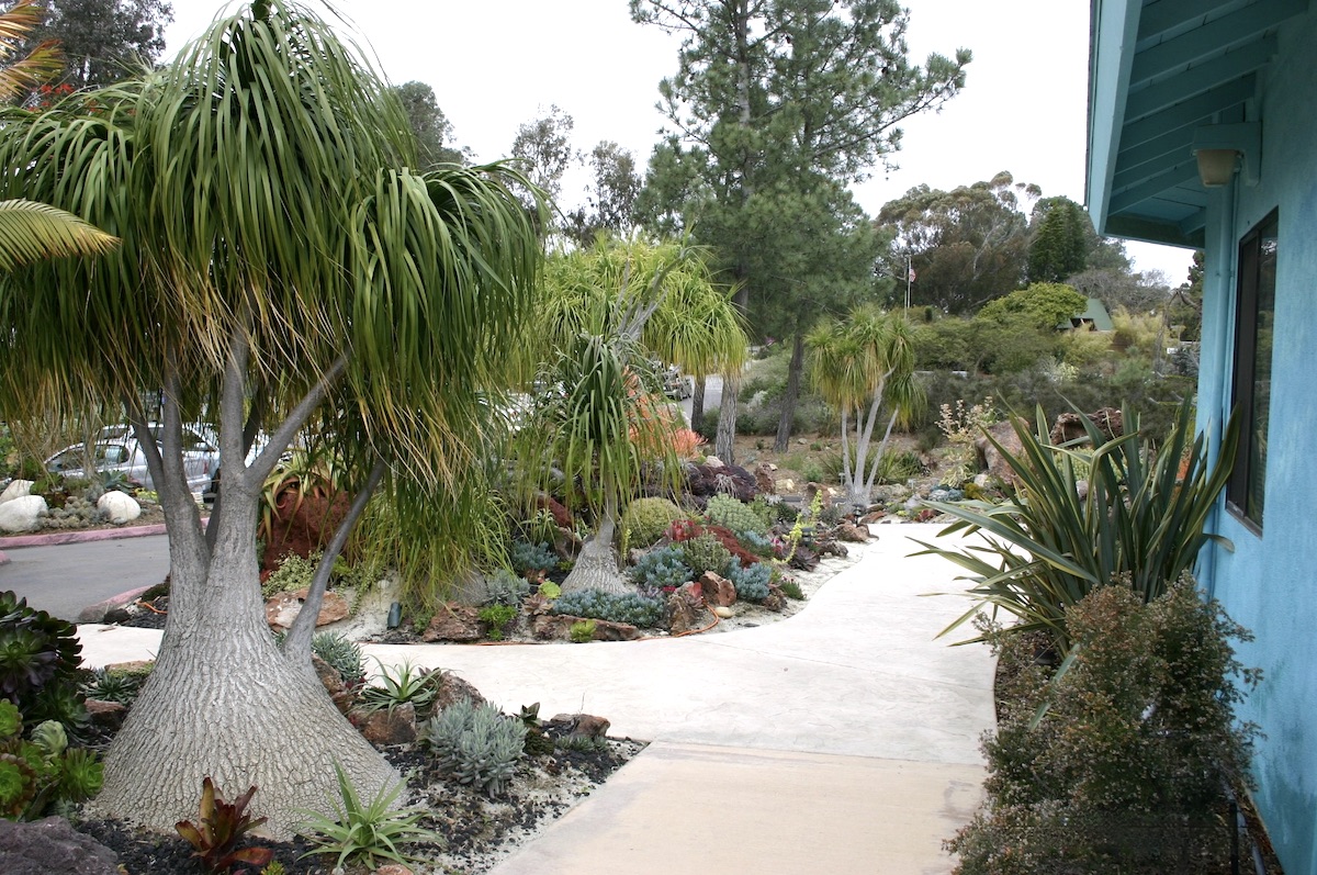 Beaucarnea recurvata (ponytail palm) in the undersea succulent garden at the San Diego Botanic Garden (c) Debra Lee Baldwin