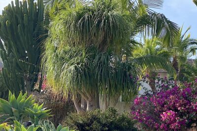 Beaucarnea recurvata (ponytail palm) has long strappy green leaves