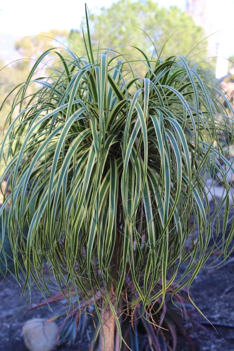 Beaucarnea recurvata 'Variegata' (striped ponytail palm) (c) Debra Lee Baldwin