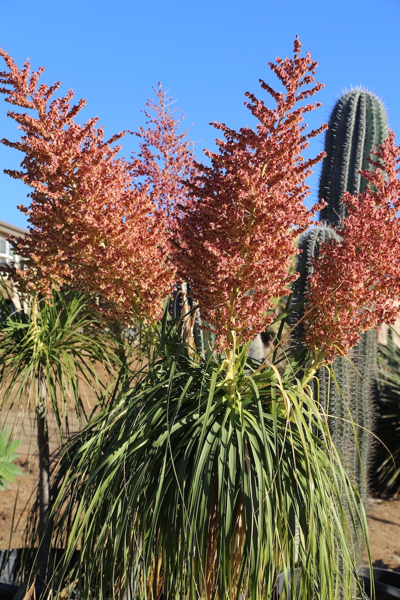 A female ponytail palm (Beaucarnea recurvata) with tall, fluffy sprays of pink seed pods (c) Debra Lee Baldwin