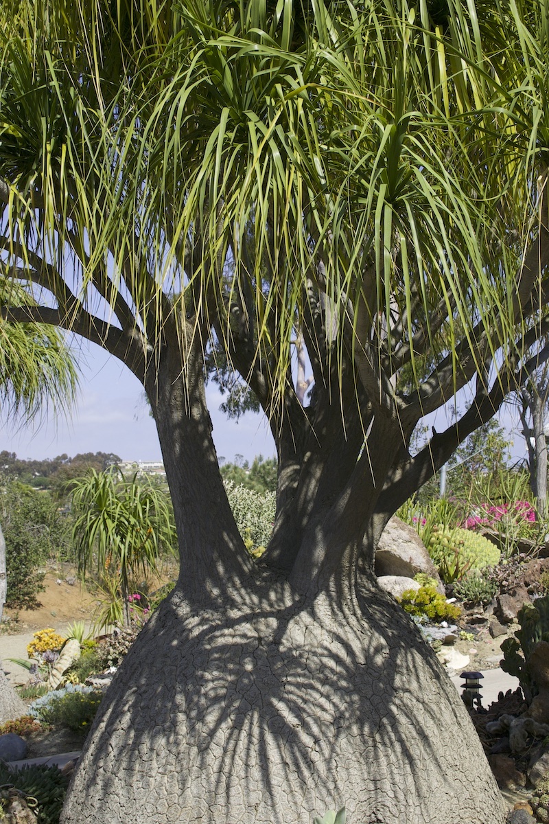 Shooting-star shadows on the caudex is a bonus with beaucarneas (c) Debra Lee Baldwin