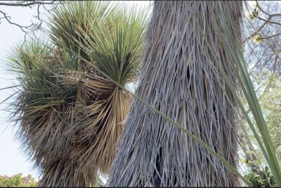 Ponytail palm with straight leaves Beaucarnea stricta