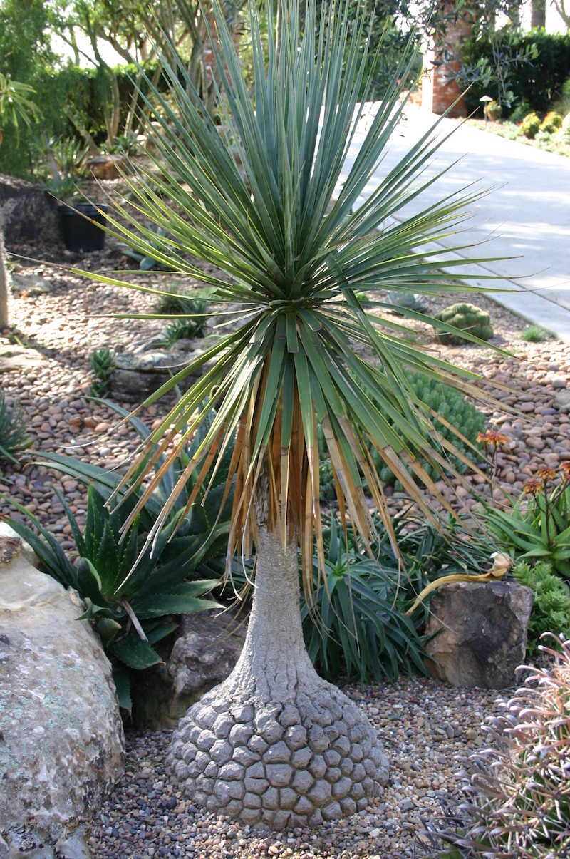 Beaucarnea stricta, about 5 years old (c) Debra Lee Baldwin