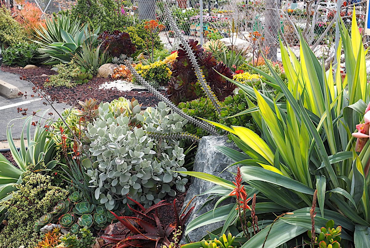 Weidner's Succulent Garden (c) Debra Lee Baldwin