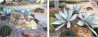 Agave titanota, before and after (c) Debra Lee Baldwin