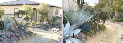 Succulent garden, before and after (c) Debra Lee Baldwin