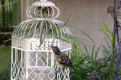 Bird Cage with tillandsias (c) Debra Lee Baldwin