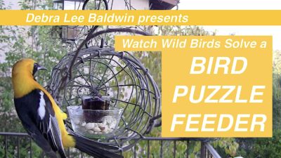 New bird feeder puzzle video